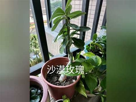 西曬陽台 植物|【西曬陽台觀葉植物】西曬超爆力的陽台也能有綠意！15款耐曬又。